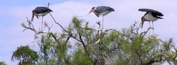 Ziway 6 ©Lou Andreoli (2)