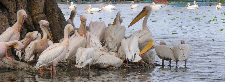 Ziway ©Lou Andreoli