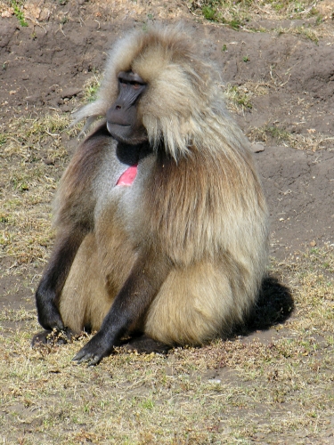 Gelada1