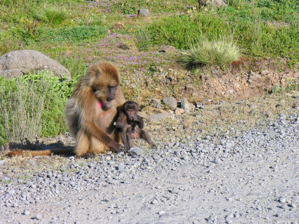 gelada
