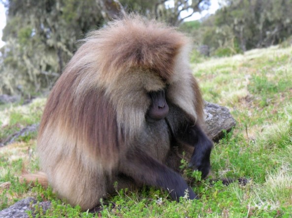 gelada6