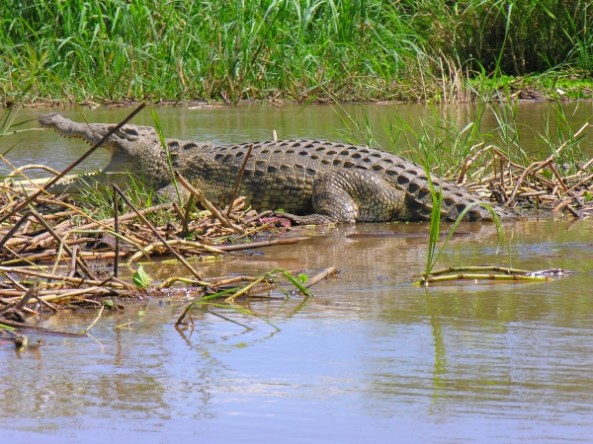Nijlkrokodil