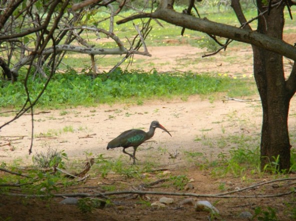 Habada Ibis