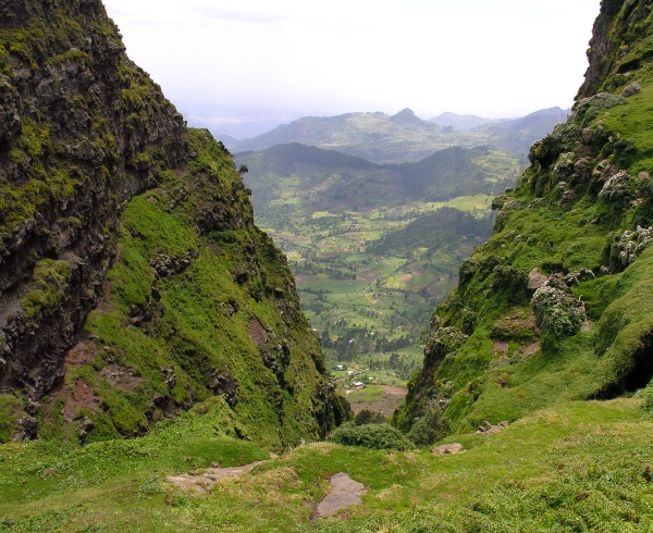 simien